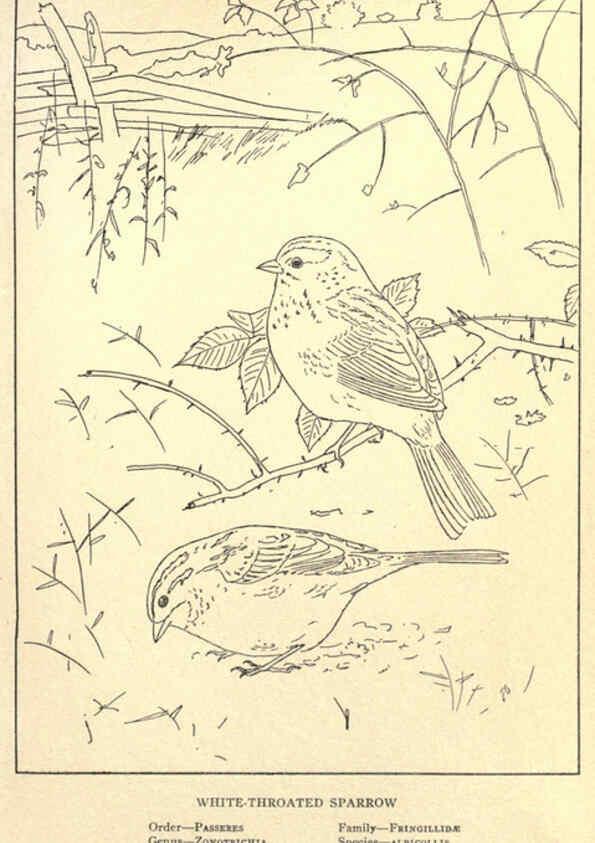 Reproducción/Reproduction 6302216755: Portraits and habits of our birds v.2. New York city :National association of Audubon societies,1920- 