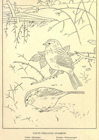 Reproducción/Reproduction 6302216755: Portraits and habits of our birds v.2. New York city :National association of Audubon societies,1920- 