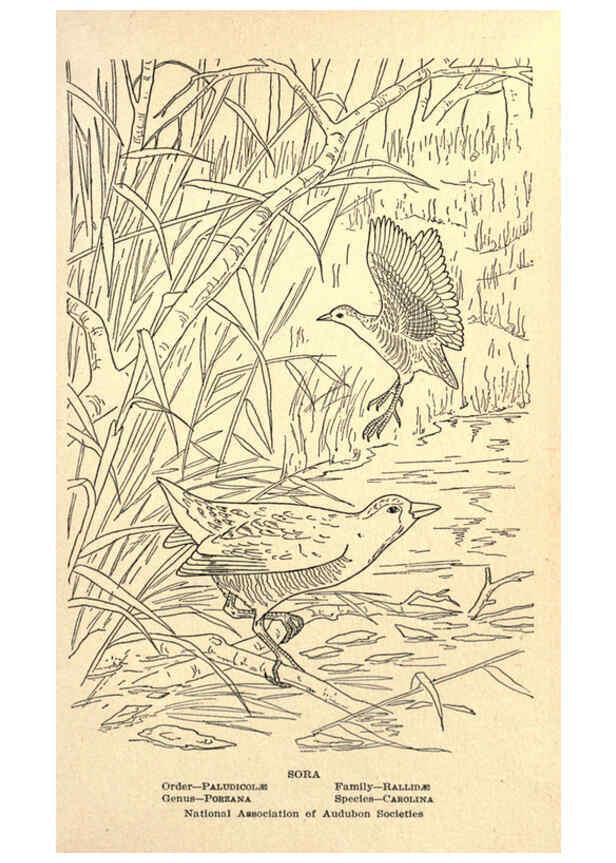 Reproducción/Reproduction 6302214433: Portraits and habits of our birds v.2. New York city :National association of Audubon societies,1920- 