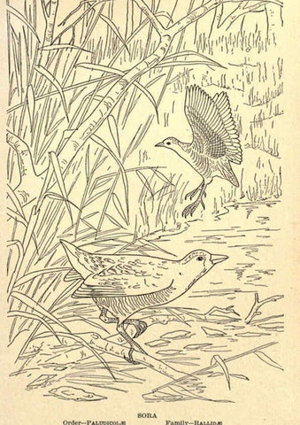 Reproducción/Reproduction 6302214433: Portraits and habits of our birds v.2. New York city :National association of Audubon societies,1920- 