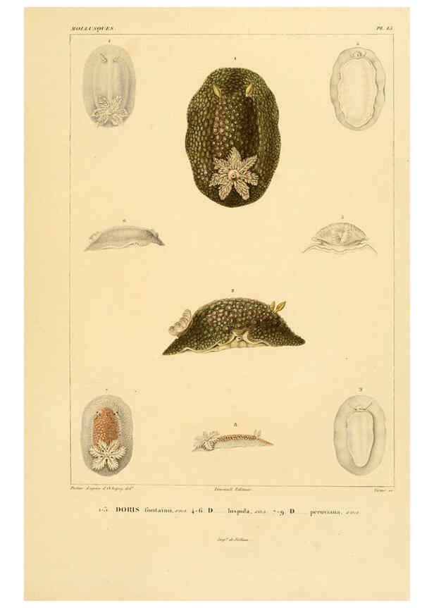Reproducción/Reproduction 6303210154: Voyage dans l'Amérique Méridionale. v.9. Paris :Pitois-Levrault,1835-47