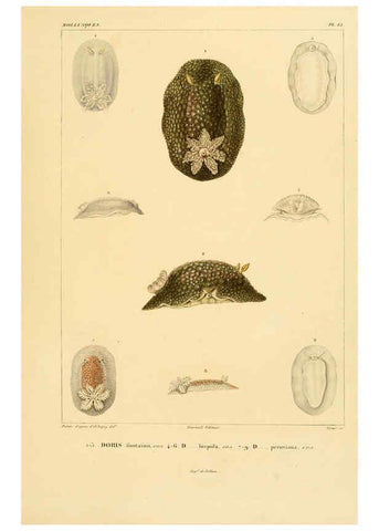 Reproducción/Reproduction 6303210154: Voyage dans l'Amérique Méridionale. v.9. Paris :Pitois-Levrault,1835-47