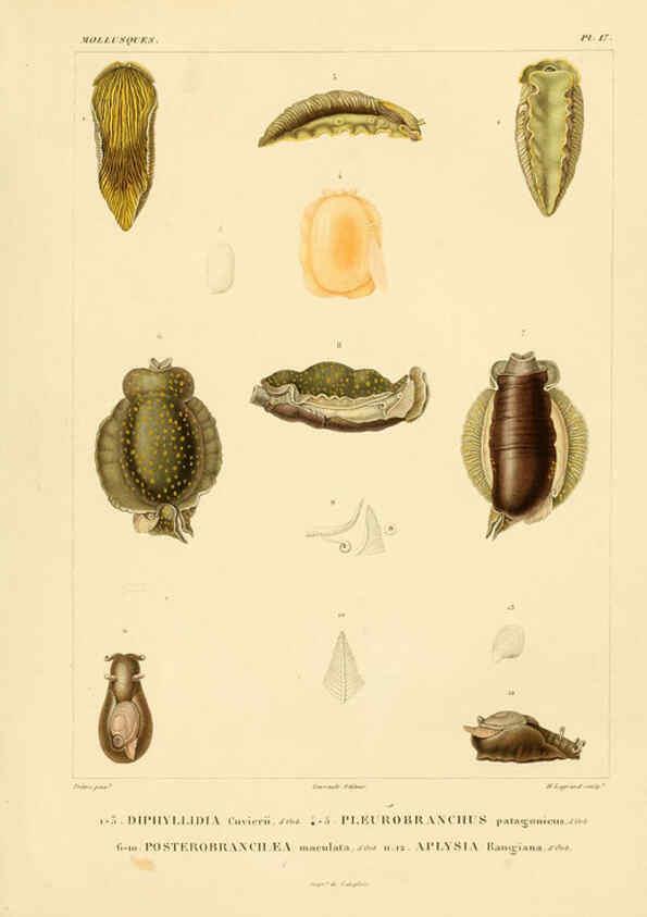 Reproducción/Reproduction 6303210650: Voyage dans l'Amérique Méridionale. v.9. Paris :Pitois-Levrault,1835-47