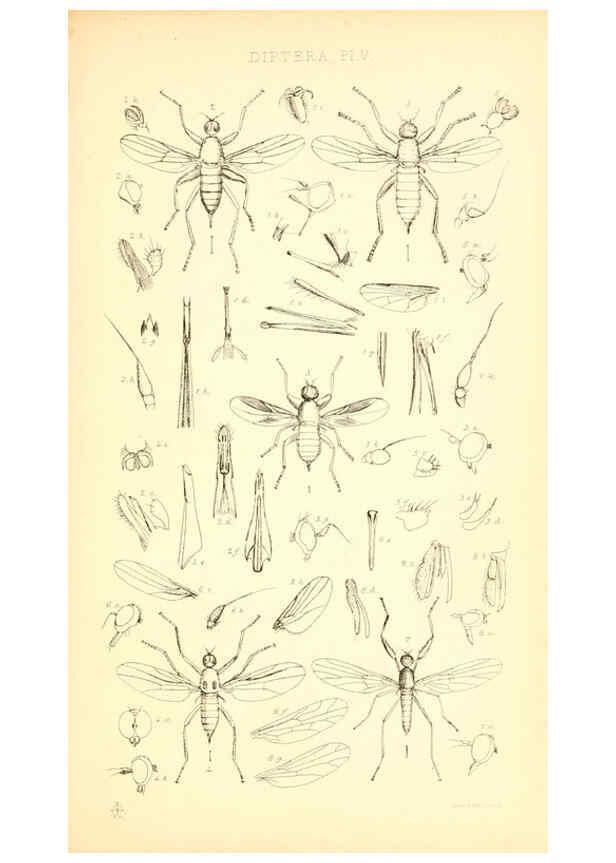 Reproducción/Reproduction 6305905601: Insecta Britanica : Diptera. v.1. London :Reeve and Benham,1851-56