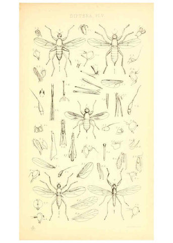 Reproducción/Reproduction 6305905601: Insecta Britanica : Diptera. v.1. London :Reeve and Benham,1851-56