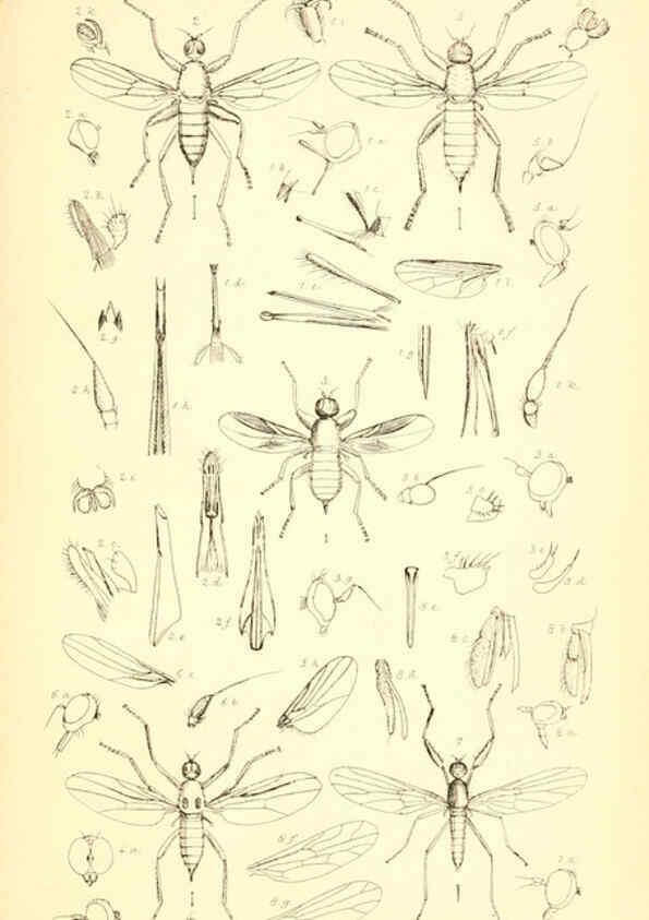 Reproducción/Reproduction 6305905601: Insecta Britanica : Diptera. v.1. London :Reeve and Benham,1851-56