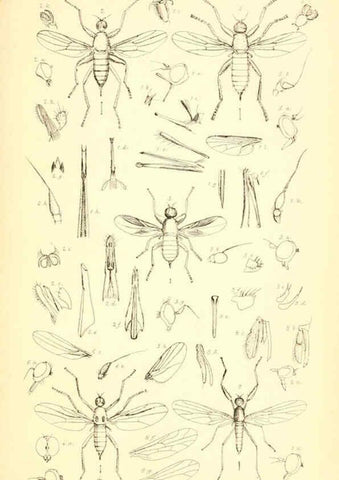 Reproducción/Reproduction 6305905601: Insecta Britanica : Diptera. v.1. London :Reeve and Benham,1851-56