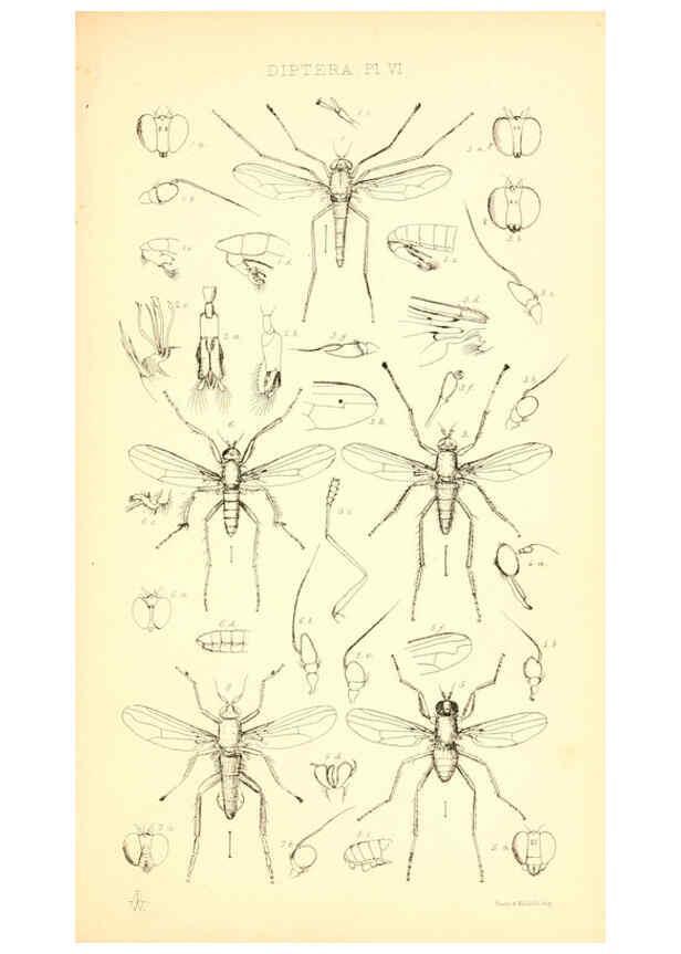 Reproducción/Reproduction 6305905801: Insecta Britanica : Diptera. v.1. London :Reeve and Benham,1851-56