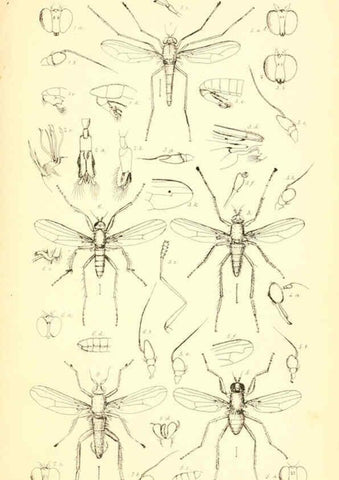 Reproducción/Reproduction 6305905801: Insecta Britanica : Diptera. v.1. London :Reeve and Benham,1851-56
