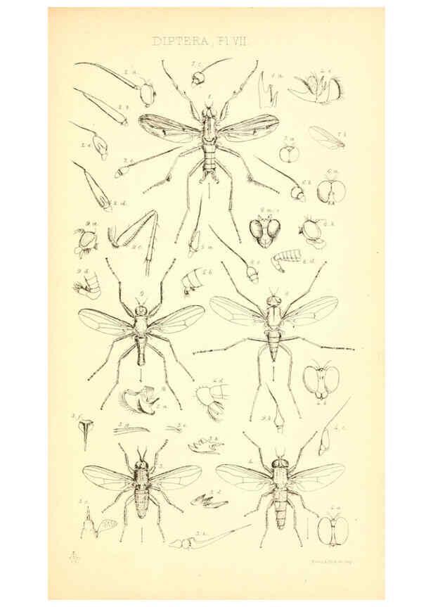 Reproducción/Reproduction 6306429456: Insecta Britanica : Diptera. v.1. London :Reeve and Benham,1851-56