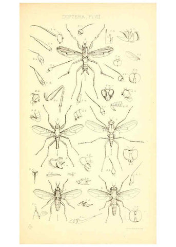 Reproducción/Reproduction 6306429456: Insecta Britanica : Diptera. v.1. London :Reeve and Benham,1851-56