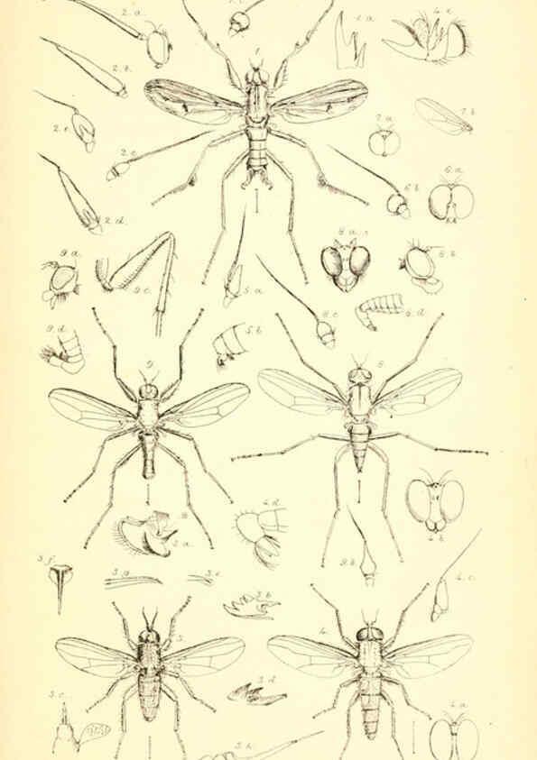 Reproducción/Reproduction 6306429456: Insecta Britanica : Diptera. v.1. London :Reeve and Benham,1851-56