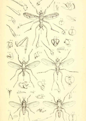 Reproducción/Reproduction 6306429456: Insecta Britanica : Diptera. v.1. London :Reeve and Benham,1851-56