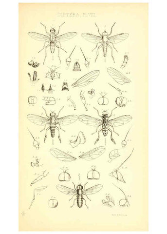 Reproducción/Reproduction 6306429690: Insecta Britanica : Diptera. v.1. London :Reeve and Benham,1851-56