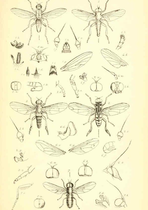 Reproducción/Reproduction 6306429690: Insecta Britanica : Diptera. v.1. London :Reeve and Benham,1851-56