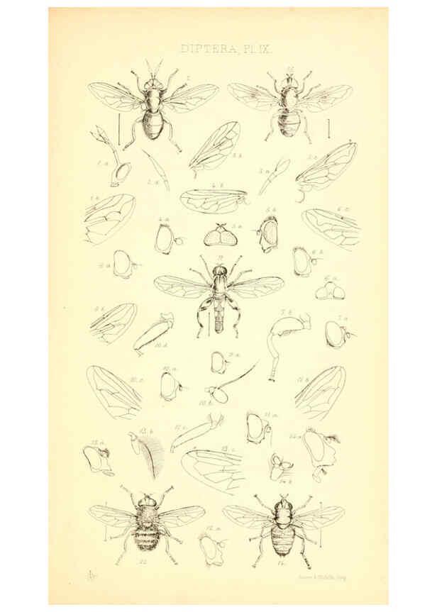 Reproducción/Reproduction 6305906443: Insecta Britanica : Diptera. v.1. London :Reeve and Benham,1851-56