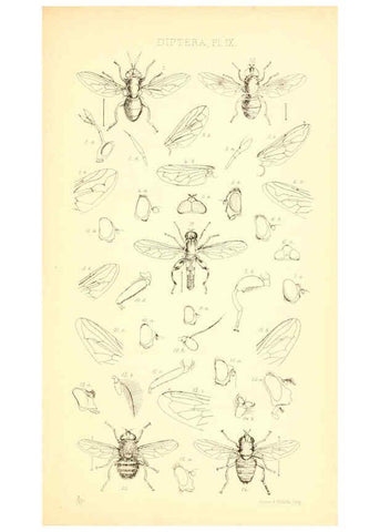 Reproducción/Reproduction 6305906443: Insecta Britanica : Diptera. v.1. London :Reeve and Benham,1851-56