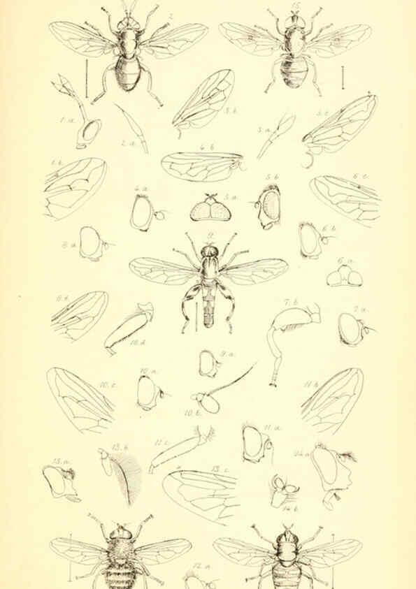 Reproducción/Reproduction 6305906443: Insecta Britanica : Diptera. v.1. London :Reeve and Benham,1851-56