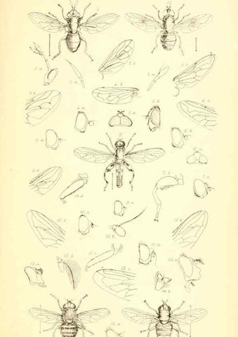 Reproducción/Reproduction 6305906443: Insecta Britanica : Diptera. v.1. London :Reeve and Benham,1851-56