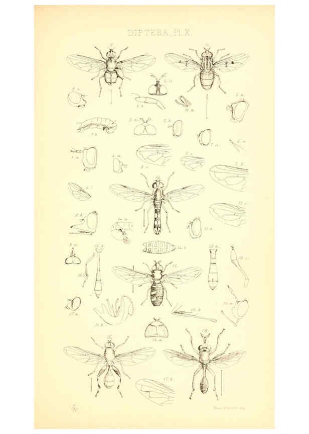 Reproducción/Reproduction 6306430196: Insecta Britanica : Diptera. v.1. London :Reeve and Benham,1851-56