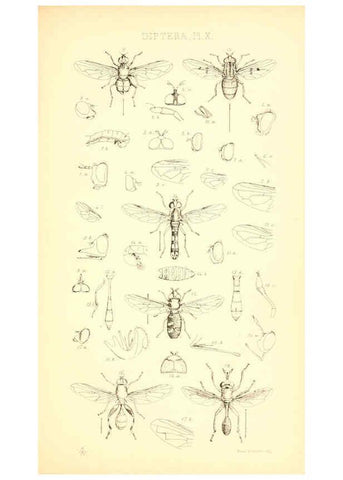 Reproducción/Reproduction 6306430196: Insecta Britanica : Diptera. v.1. London :Reeve and Benham,1851-56