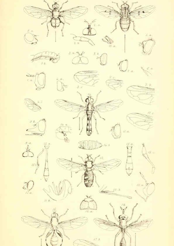 Reproducción/Reproduction 6306430196: Insecta Britanica : Diptera. v.1. London :Reeve and Benham,1851-56