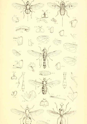 Reproducción/Reproduction 6306430196: Insecta Britanica : Diptera. v.1. London :Reeve and Benham,1851-56