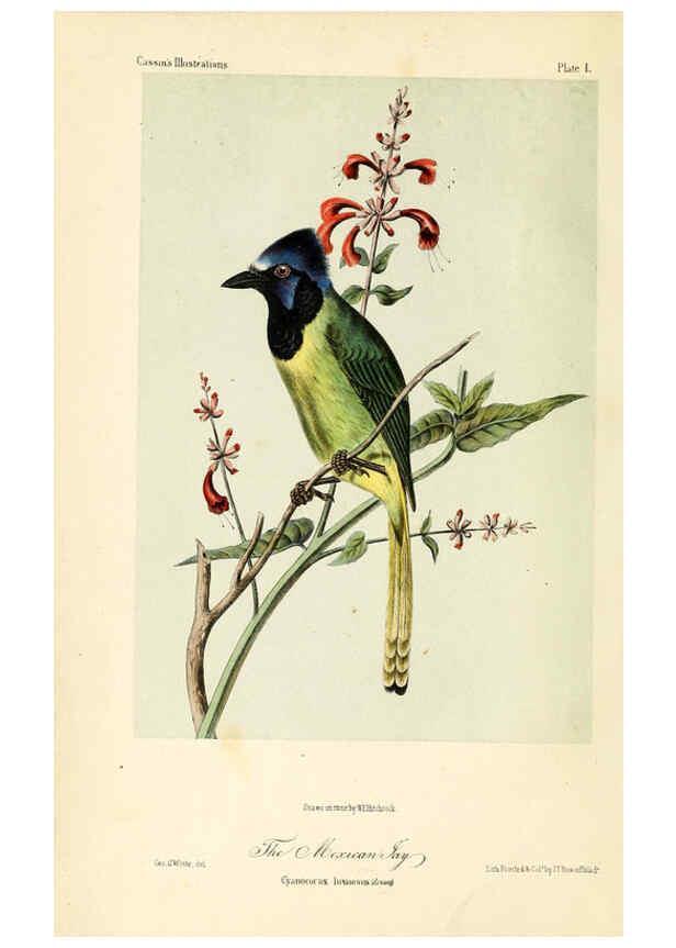 Reproducción/Reproduction 6306529250: Illustrations of the birds of California, Texas, Oregon, British and Russian America Philadelphia: :J.B. Lippincott & Co.,1862