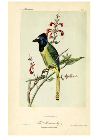 Reproducción/Reproduction 6306529250: Illustrations of the birds of California, Texas, Oregon, British and Russian America Philadelphia: :J.B. Lippincott & Co.,1862