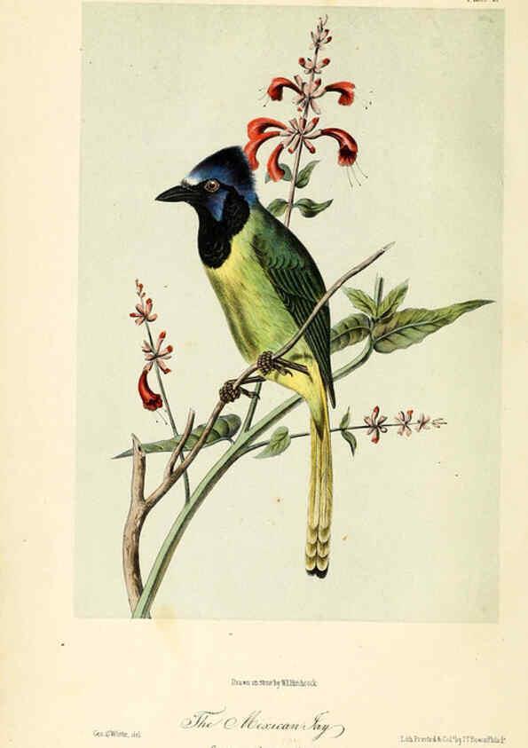Reproducción/Reproduction 6306529250: Illustrations of the birds of California, Texas, Oregon, British and Russian America Philadelphia: :J.B. Lippincott & Co.,1862