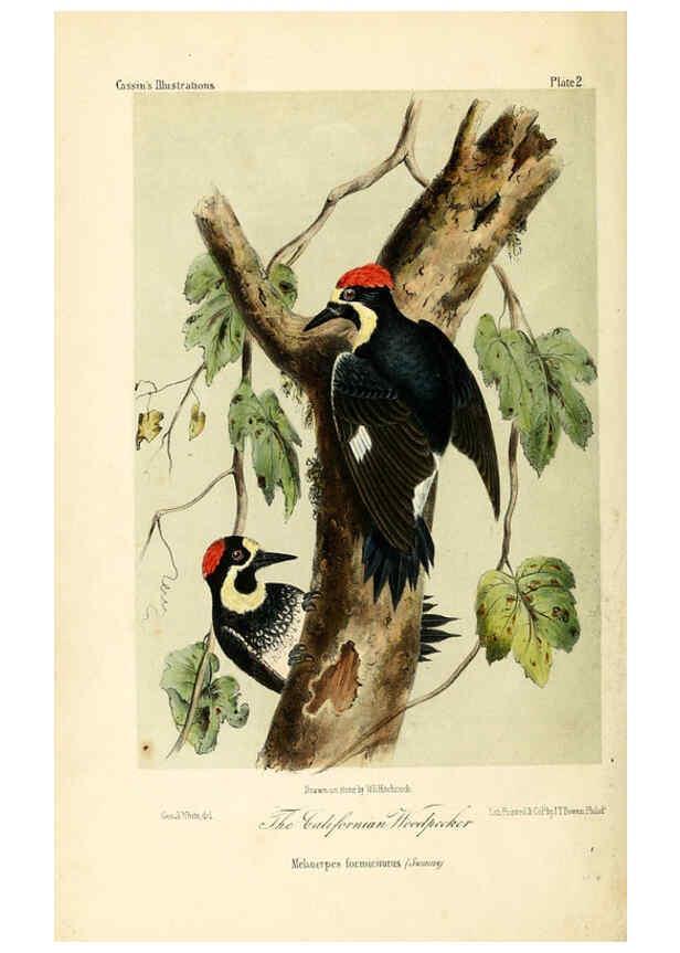 Reproducción/Reproduction 6306529604: Illustrations of the birds of California, Texas, Oregon, British and Russian America Philadelphia: :J.B. Lippincott & Co.,1862