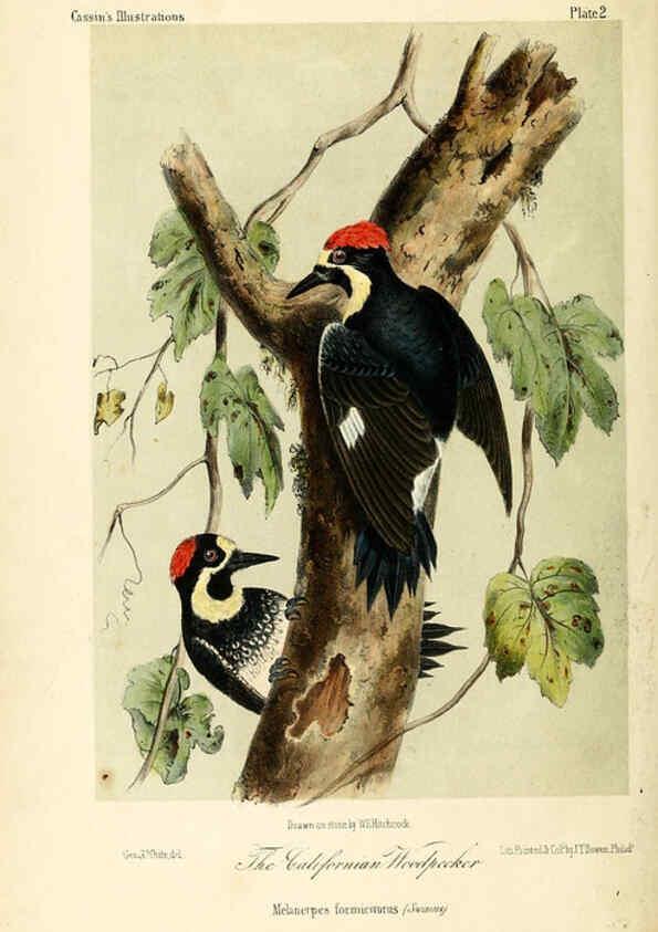 Reproducción/Reproduction 6306529604: Illustrations of the birds of California, Texas, Oregon, British and Russian America Philadelphia: :J.B. Lippincott & Co.,1862