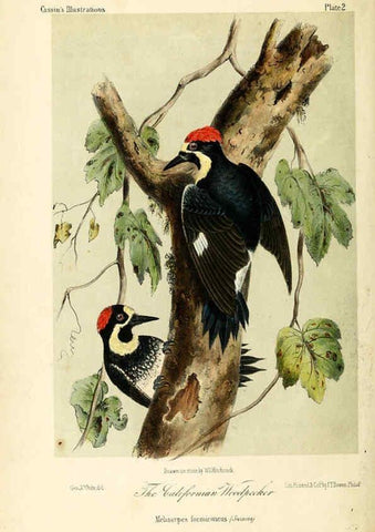 Reproducción/Reproduction 6306529604: Illustrations of the birds of California, Texas, Oregon, British and Russian America Philadelphia: :J.B. Lippincott & Co.,1862