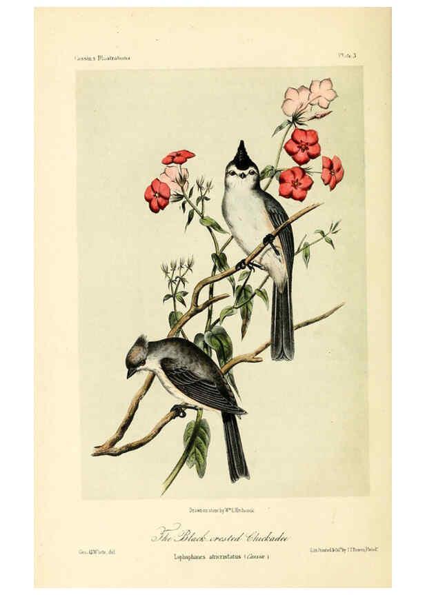 Reproducción/Reproduction 6306006117: Illustrations of the birds of California, Texas, Oregon, British and Russian America Philadelphia: :J.B. Lippincott & Co.,1862