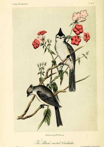 Reproducción/Reproduction 6306006117: Illustrations of the birds of California, Texas, Oregon, British and Russian America Philadelphia: :J.B. Lippincott & Co.,1862