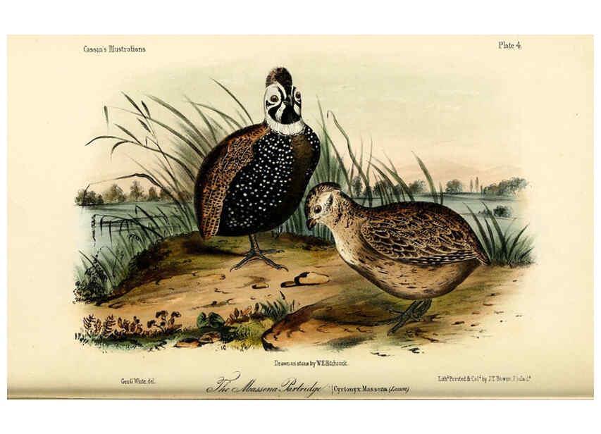 Reproducción/Reproduction 6306006333: Illustrations of the birds of California, Texas, Oregon, British and Russian America Philadelphia: :J.B. Lippincott & Co.,1862