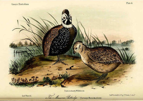Reproducción/Reproduction 6306006333: Illustrations of the birds of California, Texas, Oregon, British and Russian America Philadelphia: :J.B. Lippincott & Co.,1862
