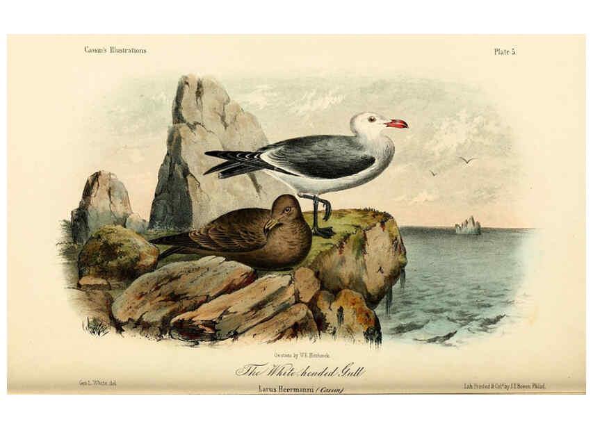 Reproducción/Reproduction 6306530264: Illustrations of the birds of California, Texas, Oregon, British and Russian America Philadelphia: :J.B. Lippincott & Co.,1862