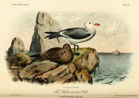 Reproducción/Reproduction 6306530264: Illustrations of the birds of California, Texas, Oregon, British and Russian America Philadelphia: :J.B. Lippincott & Co.,1862
