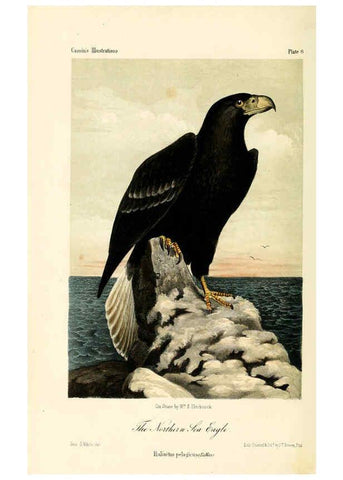 Reproducción/Reproduction 6306006781: Illustrations of the birds of California, Texas, Oregon, British and Russian America Philadelphia: :J.B. Lippincott & Co.,1862