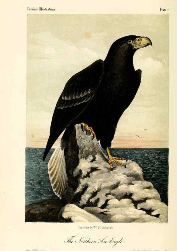 Reproducción/Reproduction 6306006781: Illustrations of the birds of California, Texas, Oregon, British and Russian America Philadelphia: :J.B. Lippincott & Co.,1862