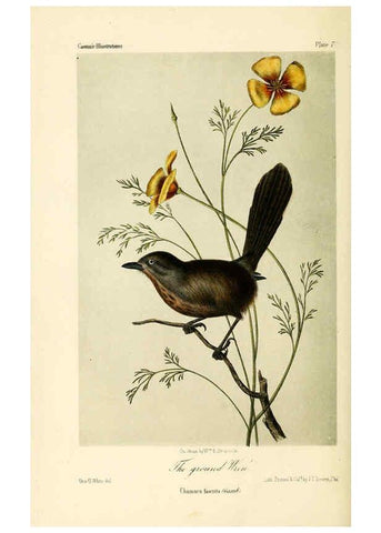 Reproducción/Reproduction 6306007047: Illustrations of the birds of California, Texas, Oregon, British and Russian America Philadelphia: :J.B. Lippincott & Co.,1862