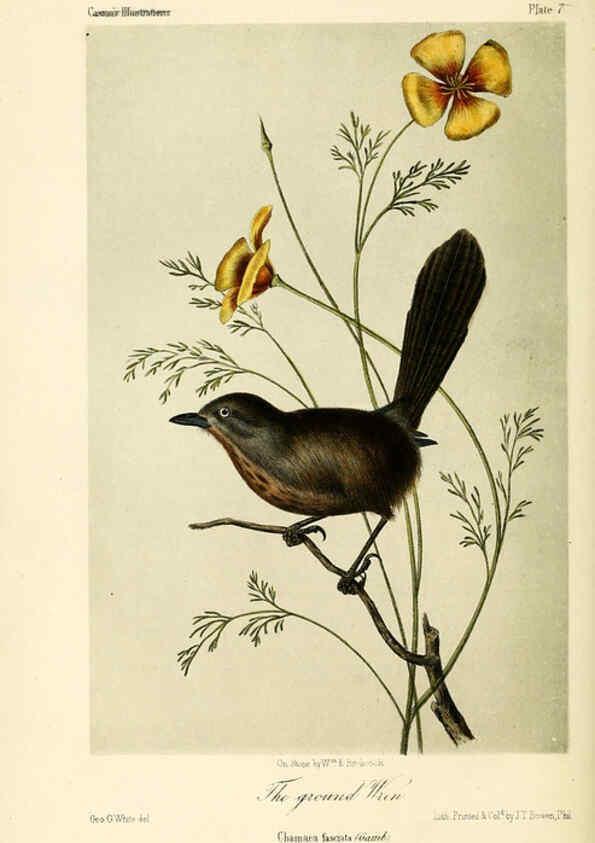 Reproducción/Reproduction 6306007047: Illustrations of the birds of California, Texas, Oregon, British and Russian America Philadelphia: :J.B. Lippincott & Co.,1862