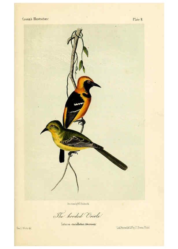 Reproducción/Reproduction 6306531006: Illustrations of the birds of California, Texas, Oregon, British and Russian America Philadelphia: :J.B. Lippincott & Co.,1862