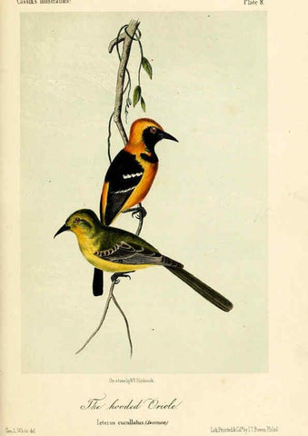 Reproducción/Reproduction 6306531006: Illustrations of the birds of California, Texas, Oregon, British and Russian America Philadelphia: :J.B. Lippincott & Co.,1862