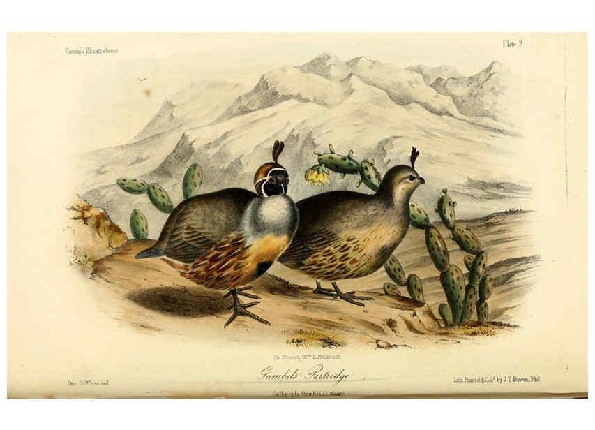 Reproducción/Reproduction 6306531276: Illustrations of the birds of California, Texas, Oregon, British and Russian America Philadelphia: :J.B. Lippincott & Co.,1862