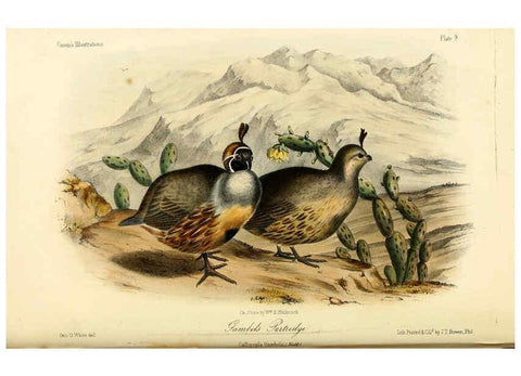 Reproducción/Reproduction 6306531276: Illustrations of the birds of California, Texas, Oregon, British and Russian America Philadelphia: :J.B. Lippincott & Co.,1862