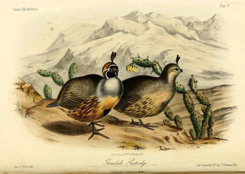 Reproducción/Reproduction 6306531276: Illustrations of the birds of California, Texas, Oregon, British and Russian America Philadelphia: :J.B. Lippincott & Co.,1862
