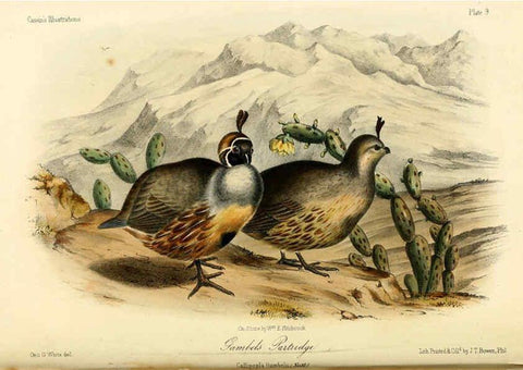 Reproducción/Reproduction 6306531276: Illustrations of the birds of California, Texas, Oregon, British and Russian America Philadelphia: :J.B. Lippincott & Co.,1862