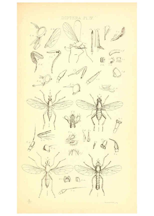 Reproducción/Reproduction 6305905379: Insecta Britanica : Diptera. v.1. London :Reeve and Benham,1851-56